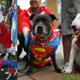 All dogs are super. (Photos: Gabriel Bouys (left), Jordan Mansfield (center), AFP (right) / Getty Images)